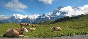 Mucche e dislivello. Di-pendenza allo stato puro. 