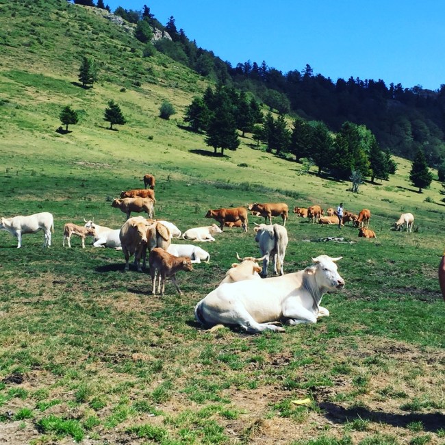 UNADJUSTEDNONRAW_thumb_2312